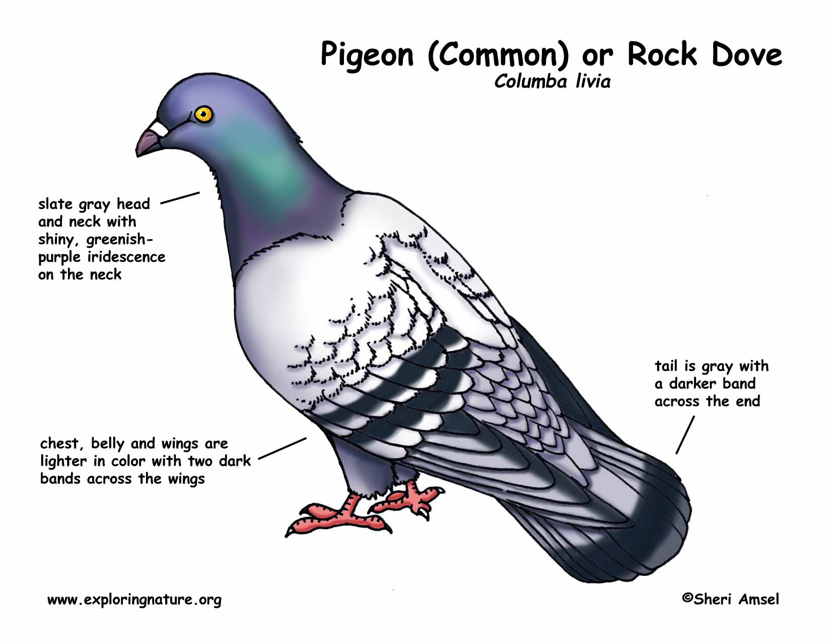 pigeon_diagram_color150.jpg
