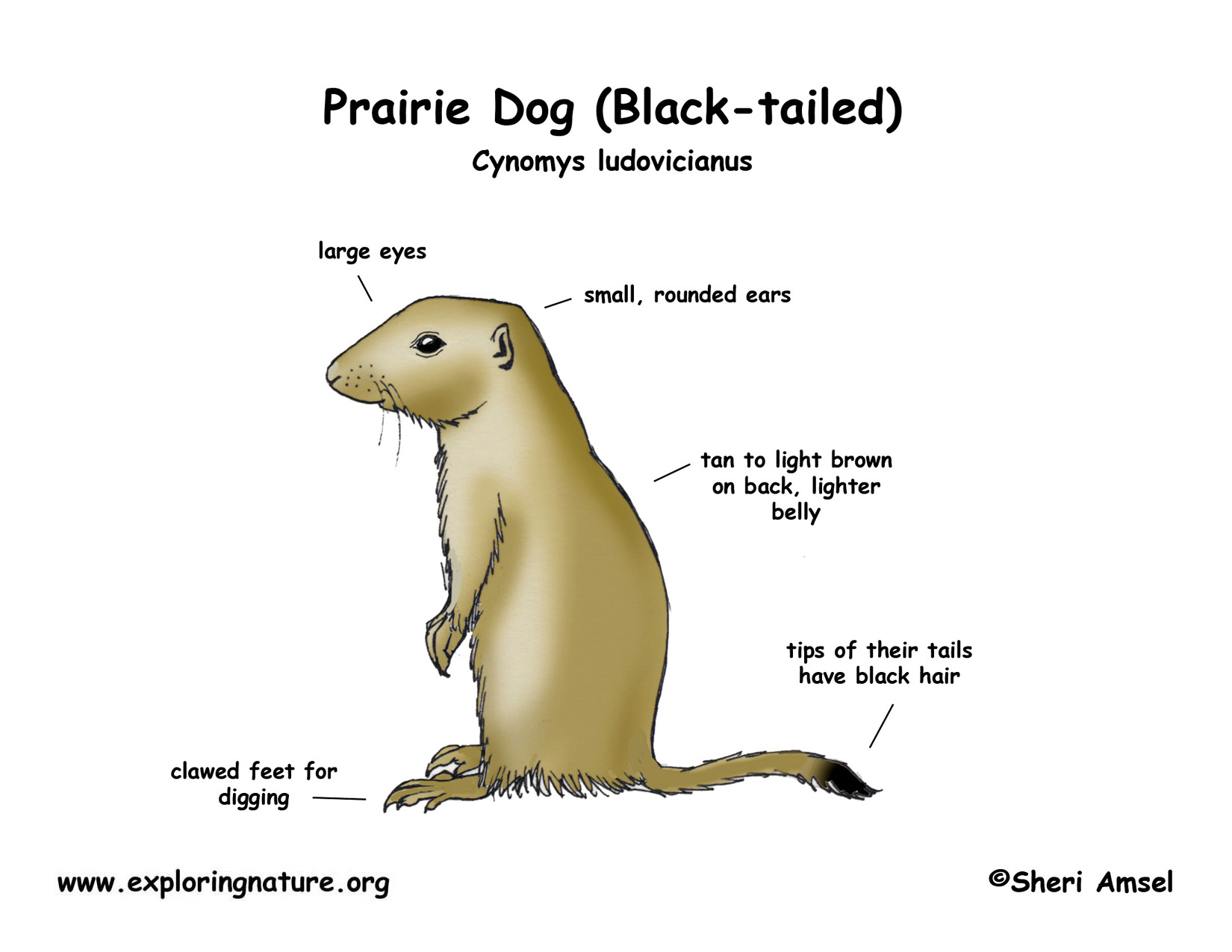 what do you feed a prairie dog