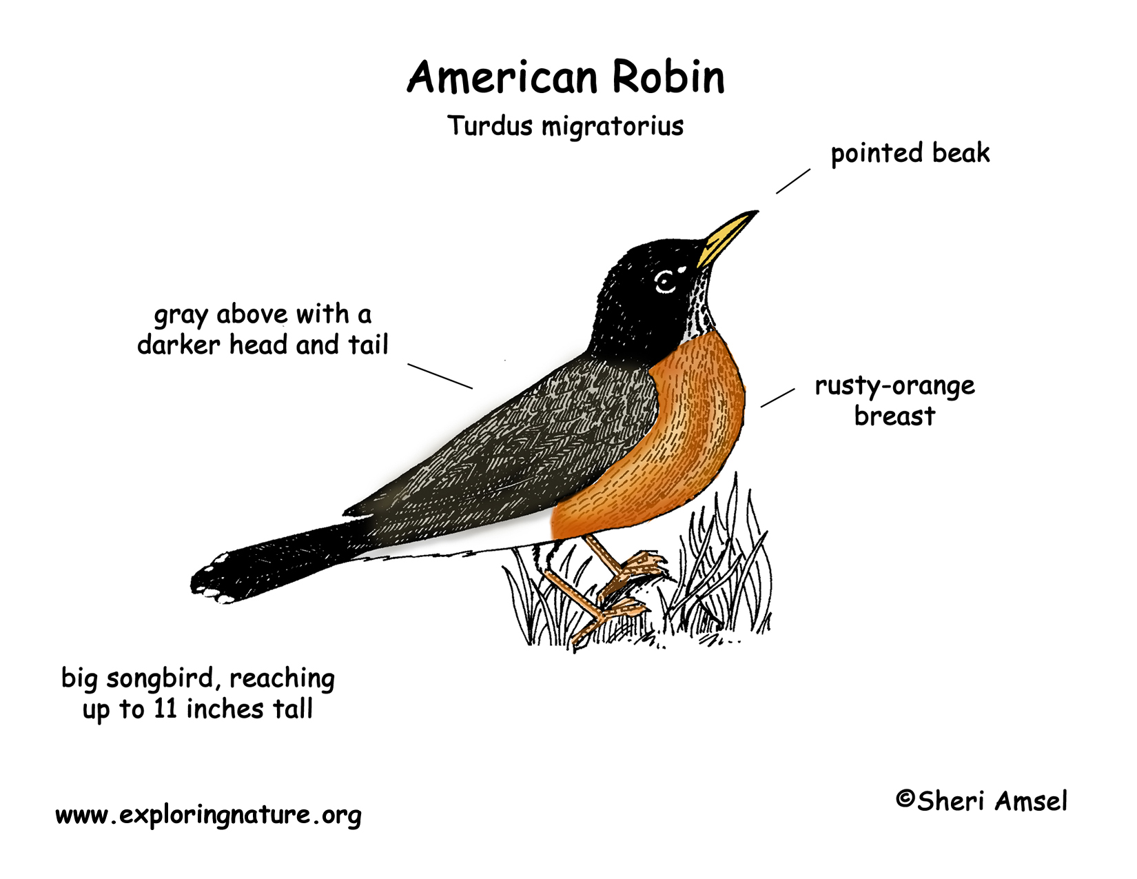 ROBIN, Features