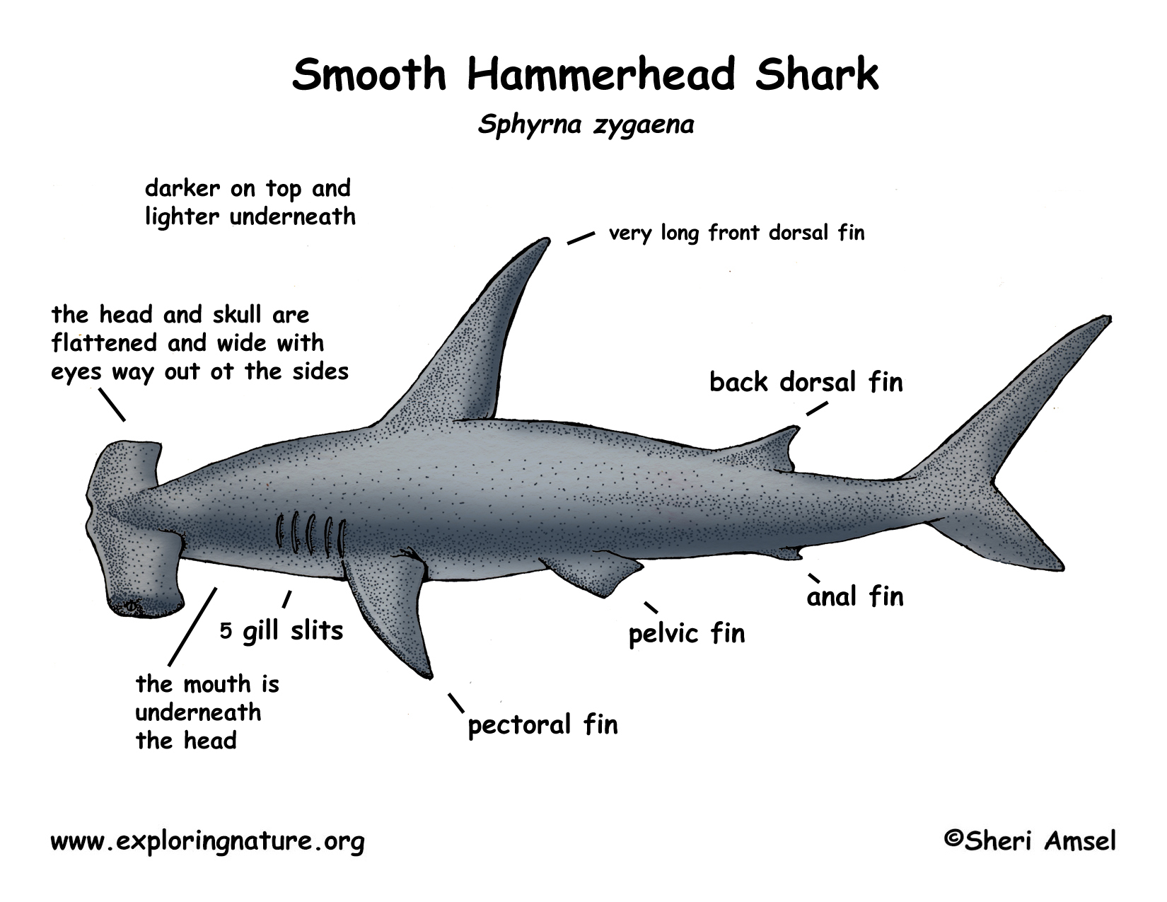 Shark Anatomy Model Labeled