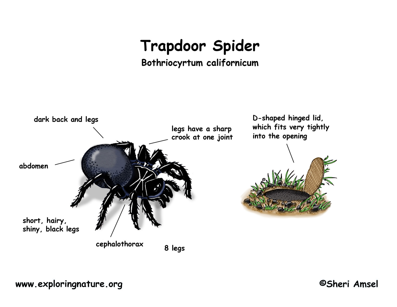 What Is A Trap Door Spider?