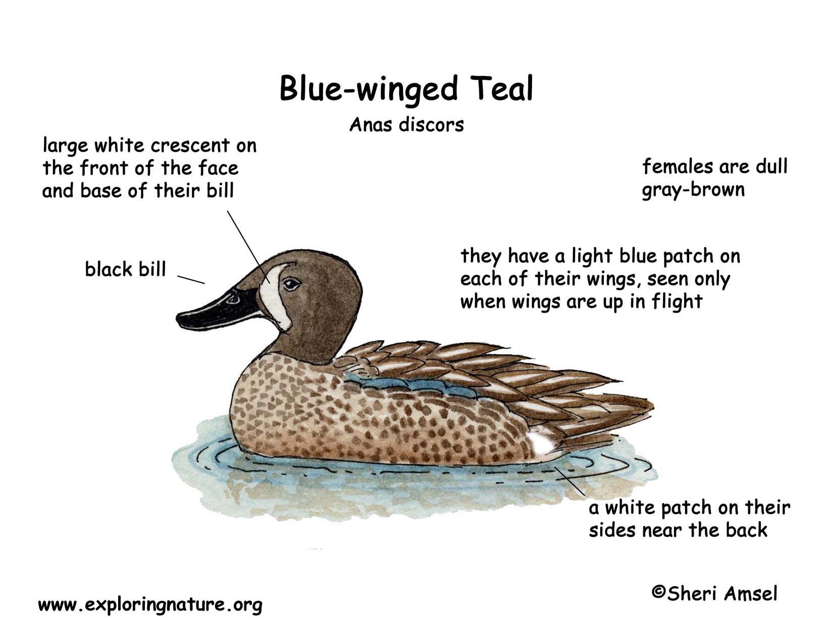 Duck (Blue-winged Teal)