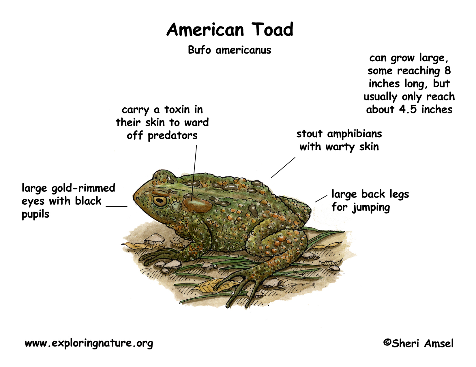 Toad (American)