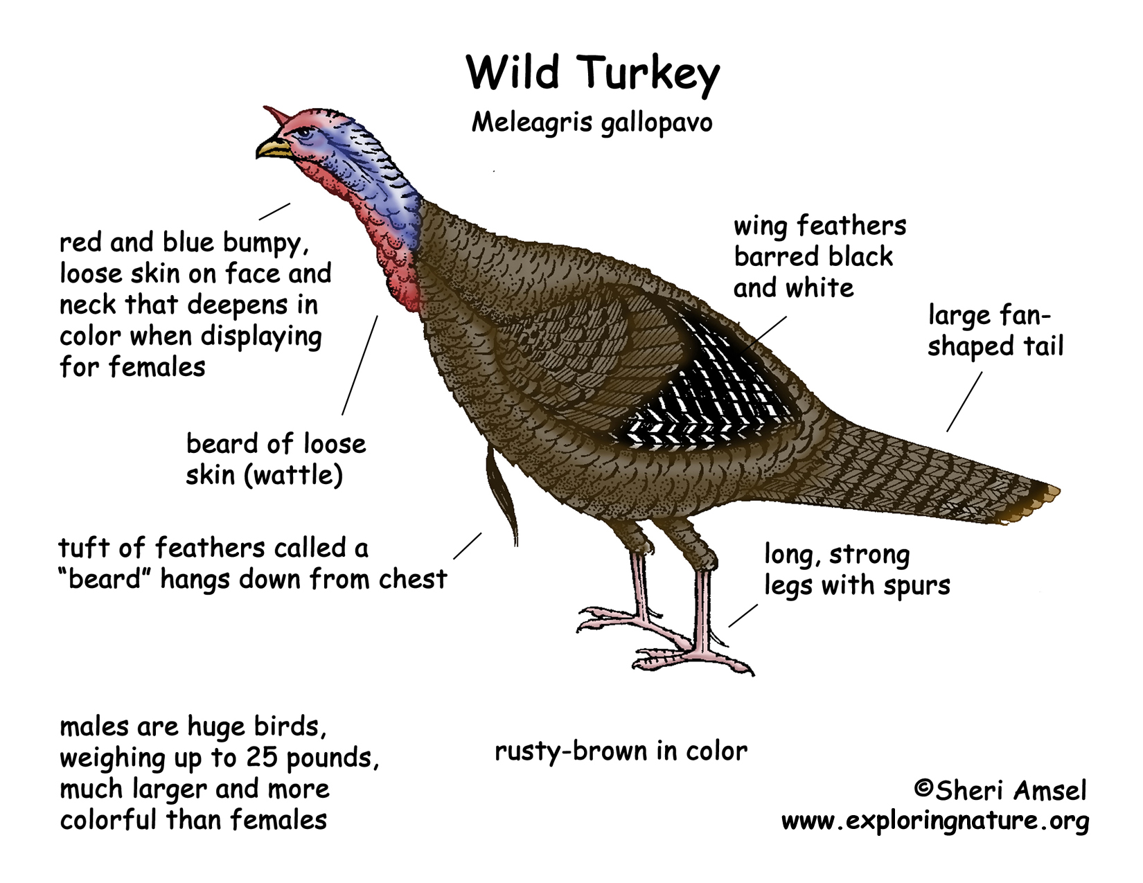 Turkey (Wild)