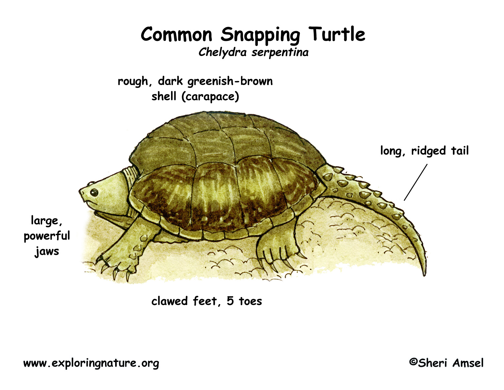 Turtle (Common Snapping)