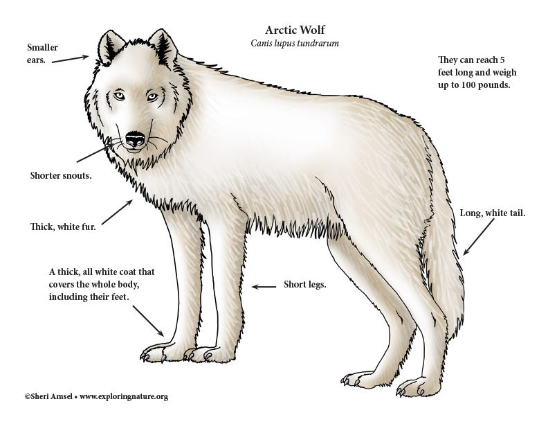 Wolf (Arctic)