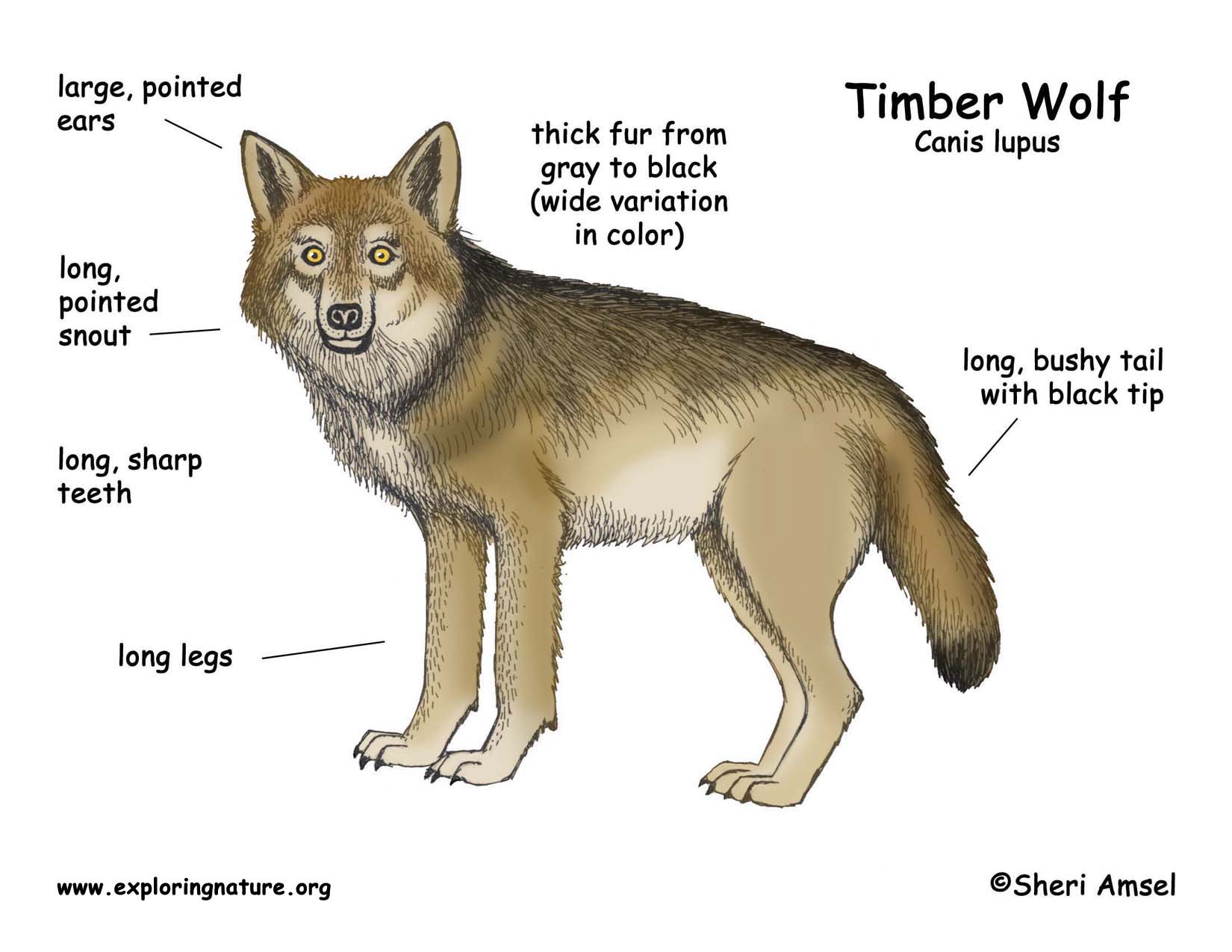 Wolf (Timber Wolf or Gray Wolf)
