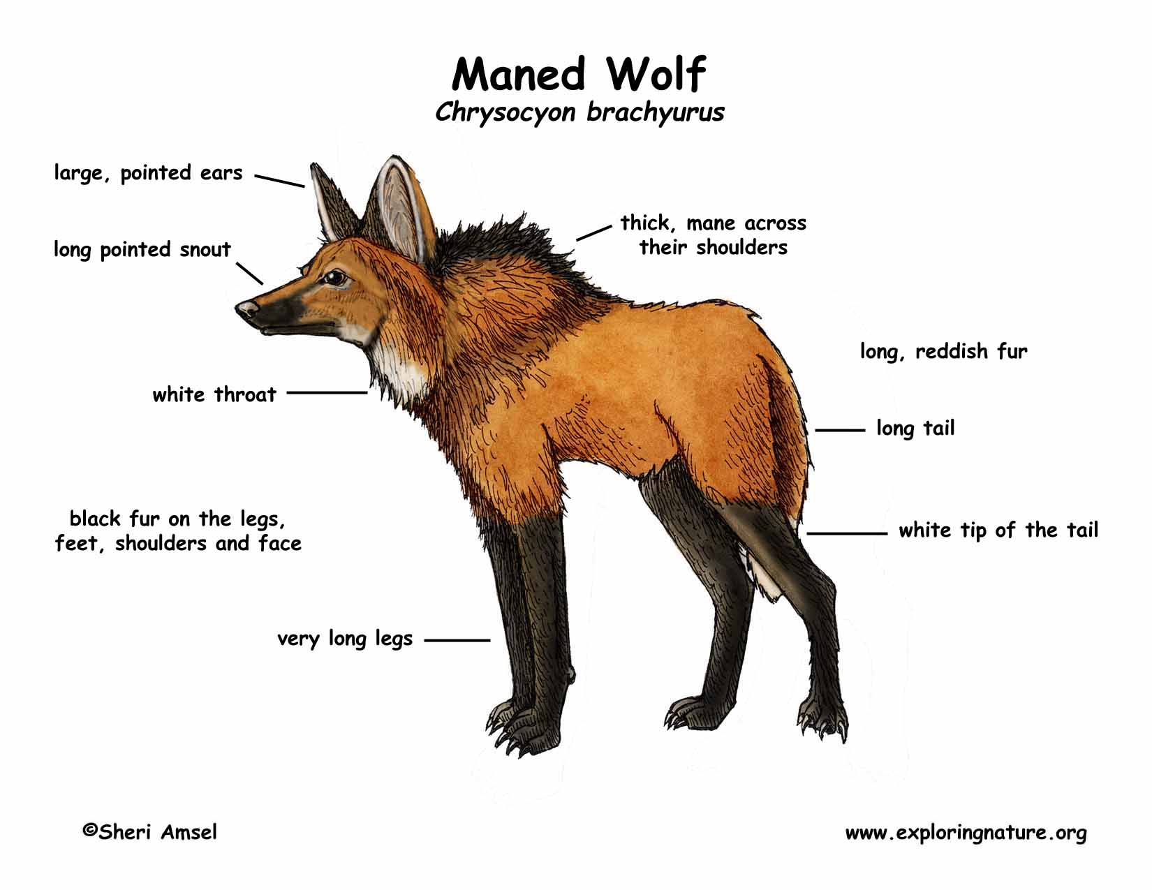 White Maned Wolf