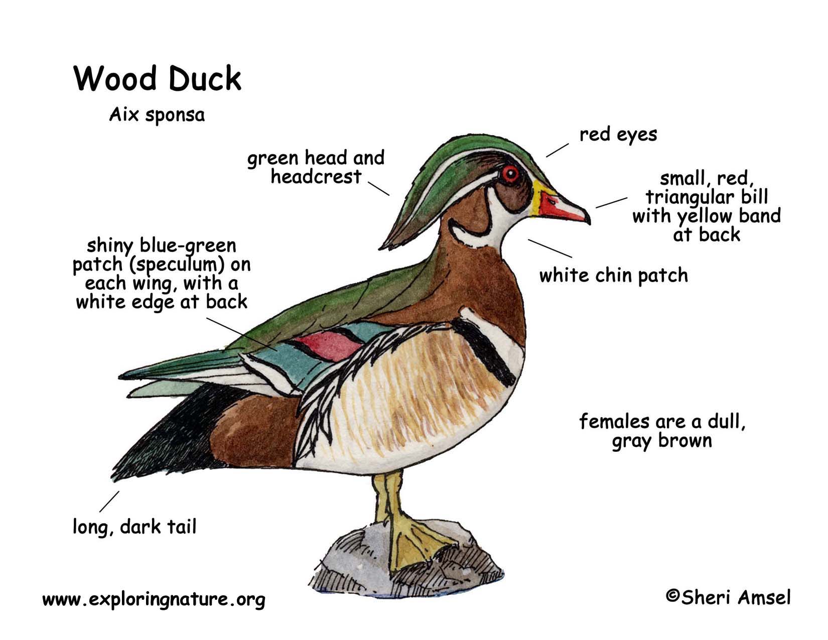 Duck (Wood)
