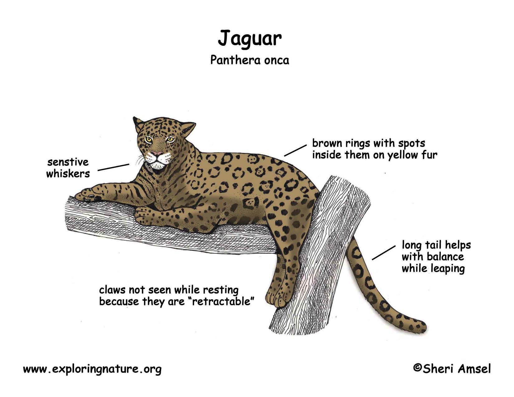 jaguar cycle diagram jaguar cycle myideasbedroom jaguar cycle diagram jaguar cycle myideasbedroom