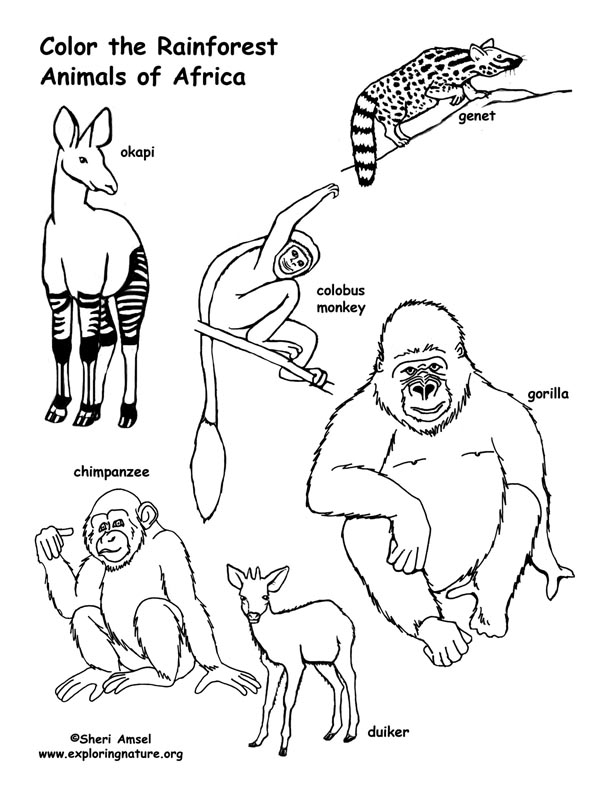 Rainforest (African) Animals Coloring Page