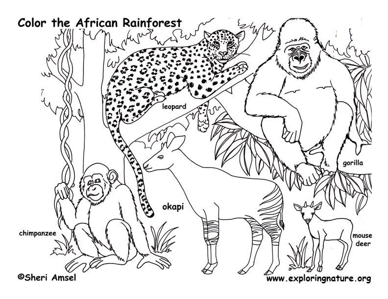 Rainforest Animals Coloring Pages