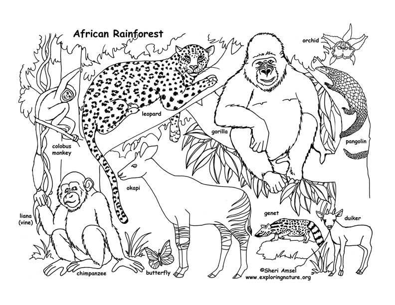 rain forest animals coloring pages - photo #47