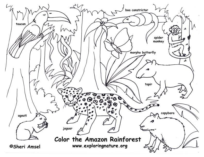 brazilian rainforest animals coloring pages - photo #4