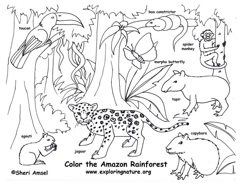 rainforest walking trees coloring pages - photo #26