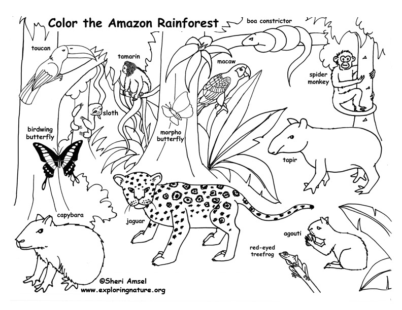 brazilian rainforest animals coloring pages - photo #9