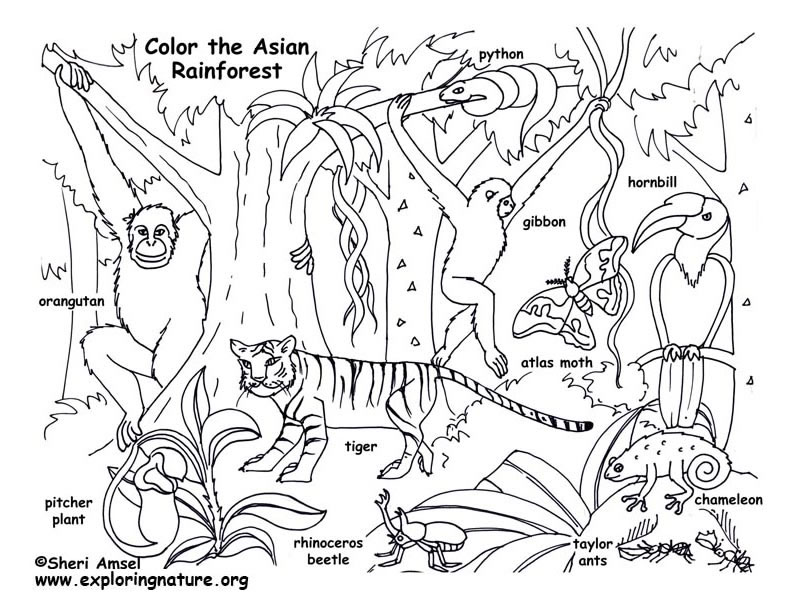 brazilian rainforest animals coloring pages - photo #14