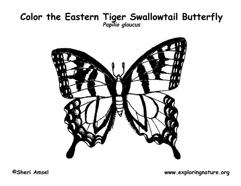 Butterfly (Swallowtail) Coloring Page