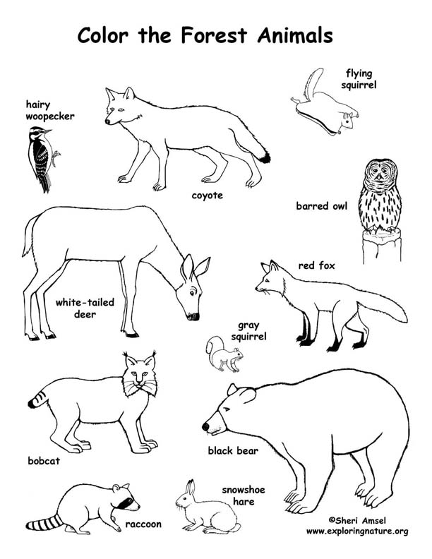 Forest Animals Coloring Page Exploring Nature Educational Resource