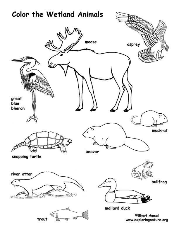 Image From Http Www Exploringnature Org Graphics Coloring Marsh Animals Coloring72 Jpg Animal Coloring Pages Wetlands Activities Wetland