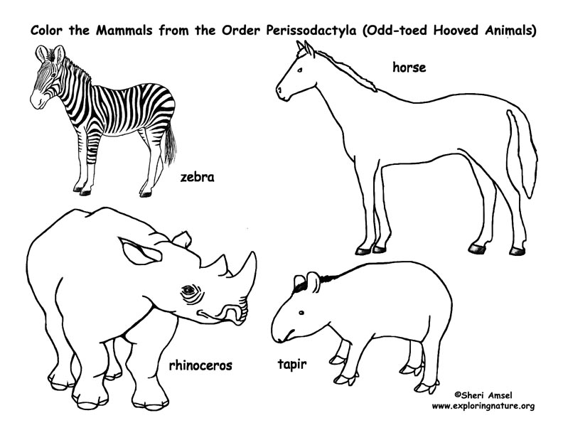 mammal coloring pages - photo #8
