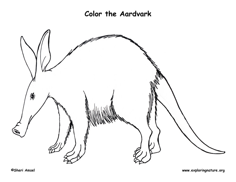 aardvark coloring pages - photo #2