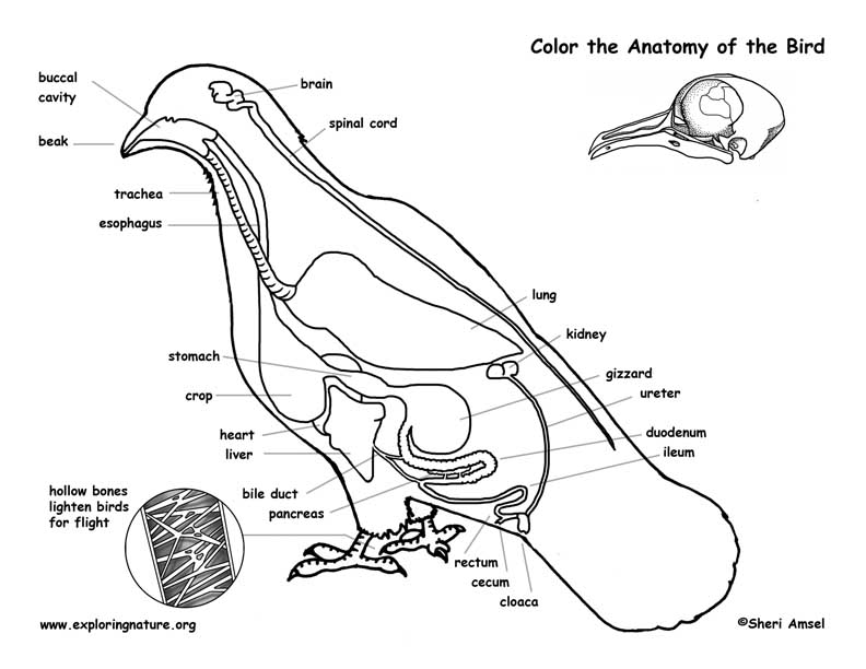 tapeworm coloring pages - photo #28