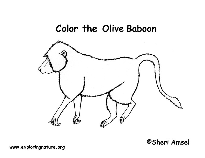 baboon coloring pages - photo #17