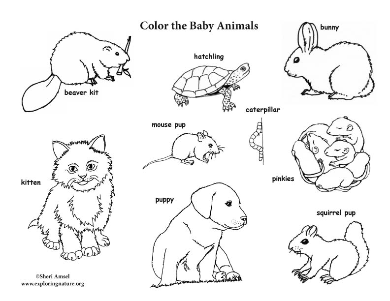 baby animals and their mothers coloring pages - photo #49