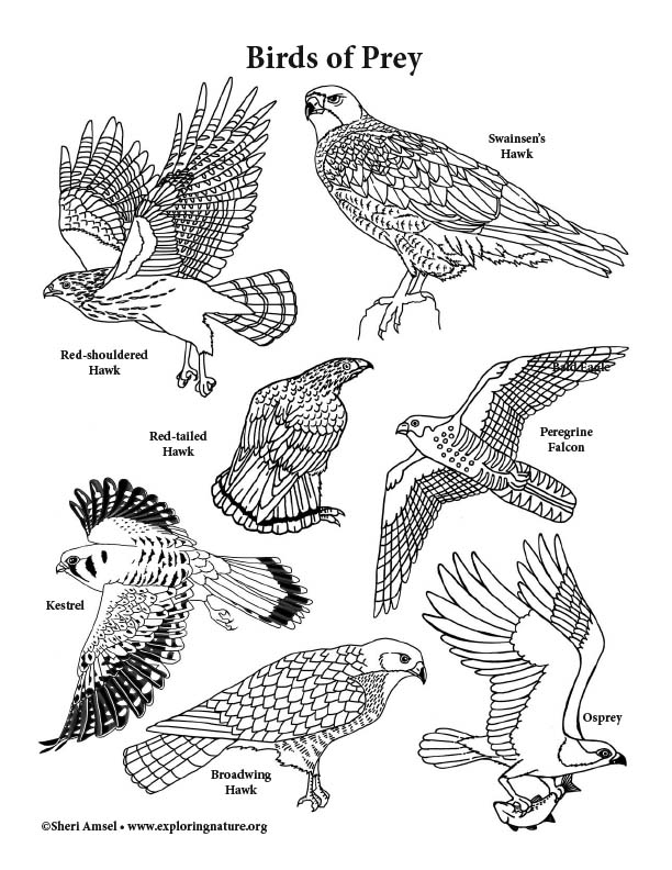 pictures of birds to draw. Return to the Bird Coloring