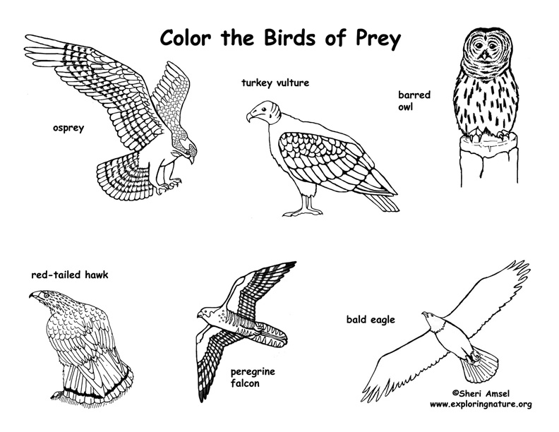 pictures of birds to draw. Return to the Bird Coloring