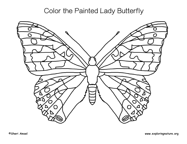 painted lady butterfly coloring pages - photo #8