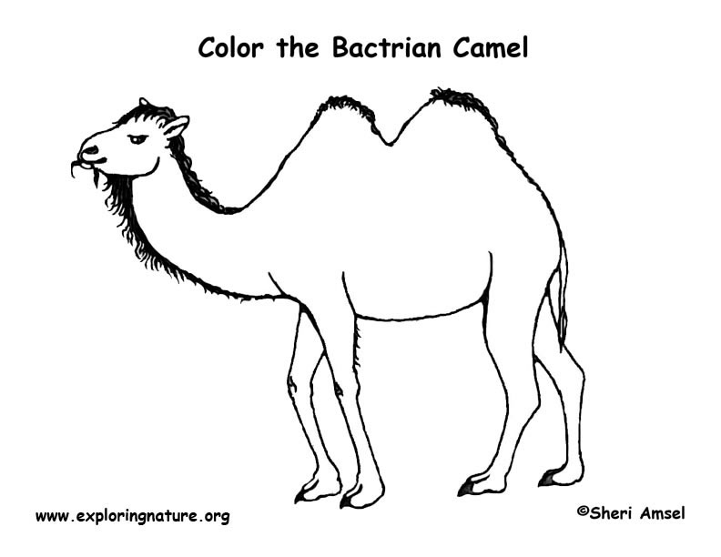 Camel (Bactrian) Coloring Page