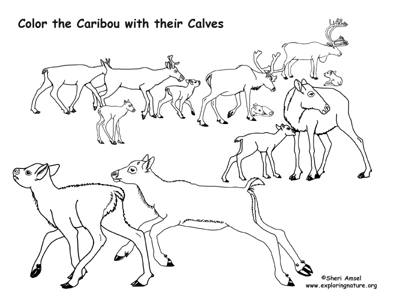 caribou tundra coloring pages - photo #41