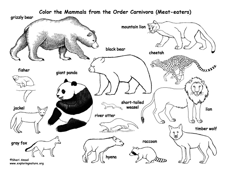 Coloring Pages Wildlife
