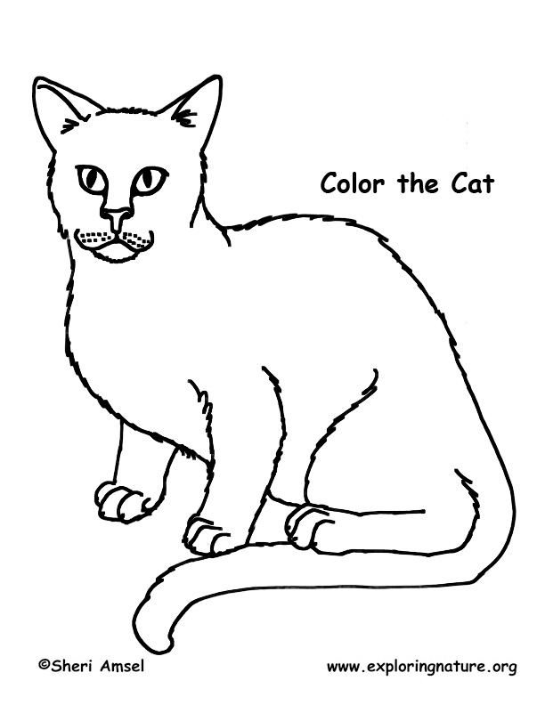 Cat Pictures To Color