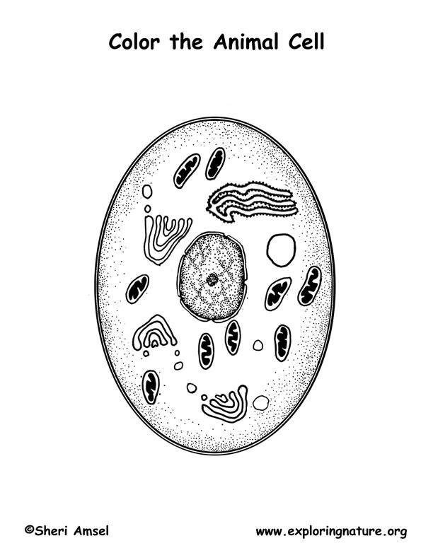 Cell Coloring Page