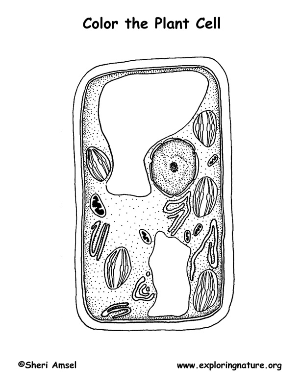 Plant Cell Coloring Page -- Exploring Nature Educational Resource