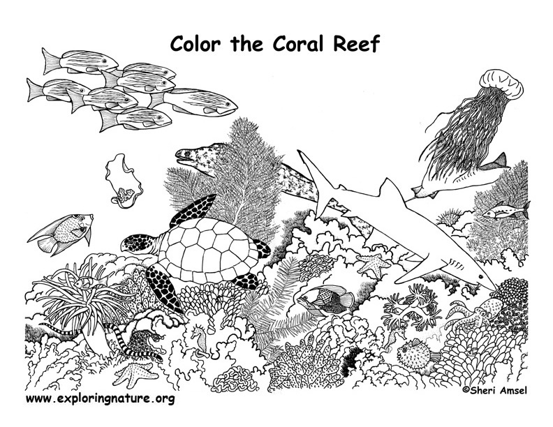 coloring pages coral reefs - photo #4