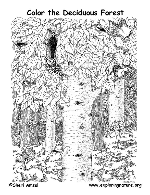 deciduous forest animals coloring pages - photo #26