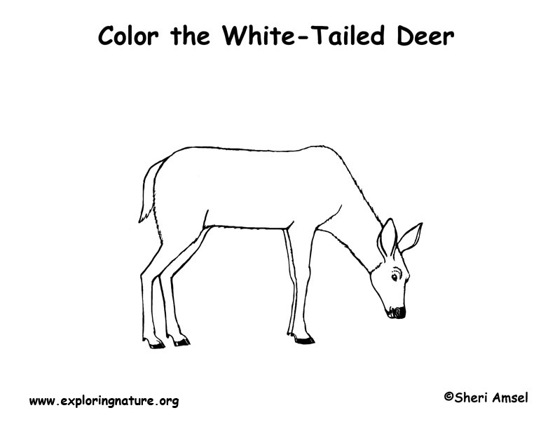 white tail coloring pages - photo #11