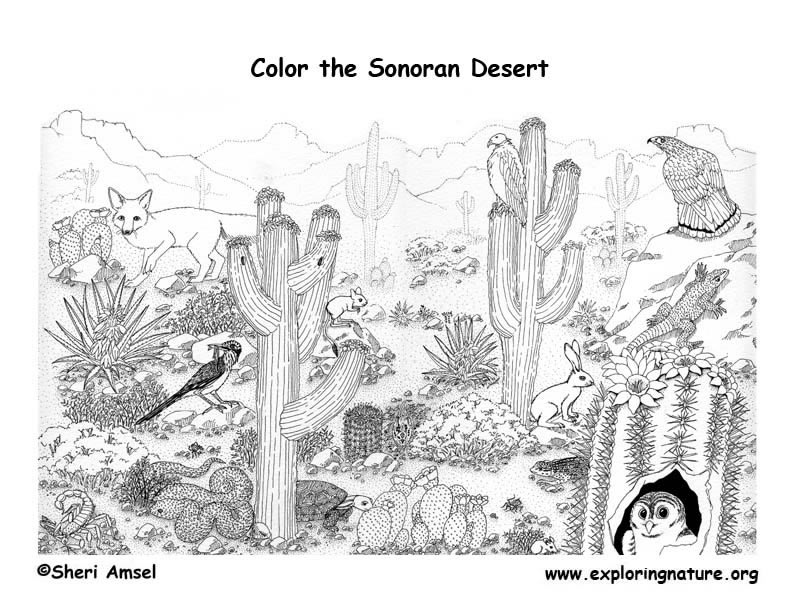Complex Coloring Pages. Desert Detailed Coloring Page