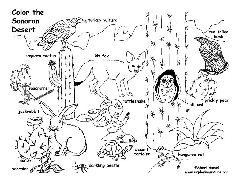 sonoran desert animals coloring pages - photo #1
