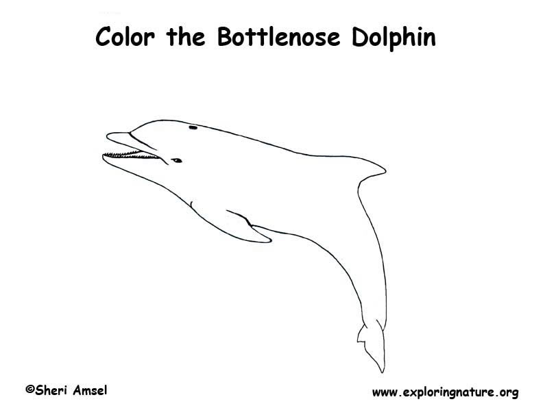 Bottlenose Dolphin Coloring Page -- Exploring Nature Educational Resource