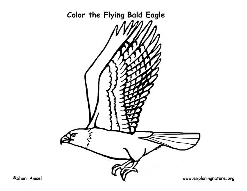 eagle flying coloring pages - photo #38