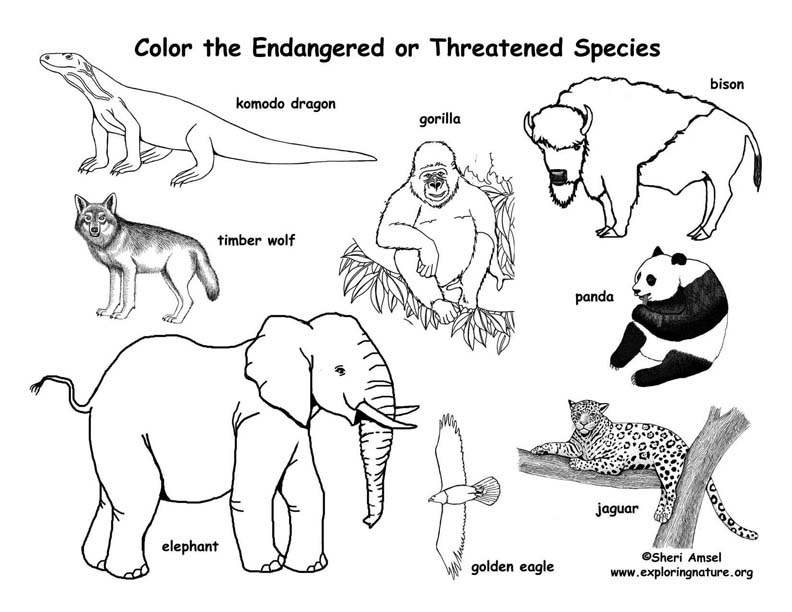 free endangered animals coloring pages - photo #1