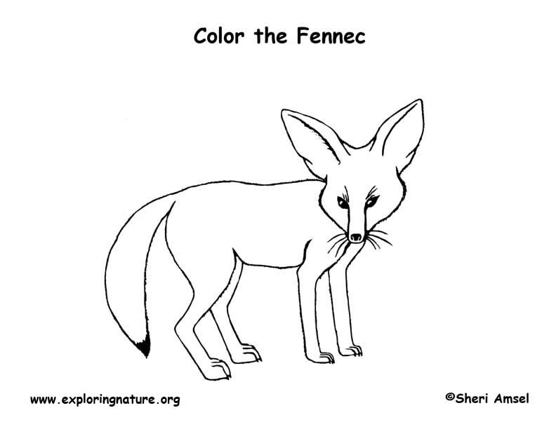 Fox (Fennec) Coloring Page