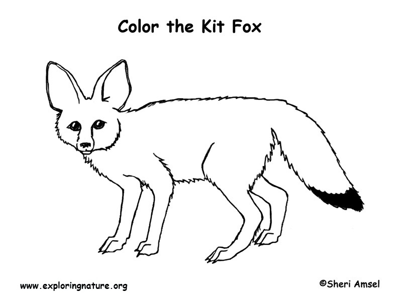 Fox (Kit) Coloring Page