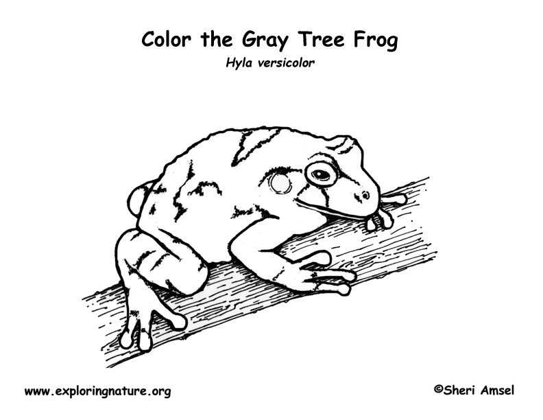 tree frog coloring page. Frog (Gray Tree Frog) Coloring