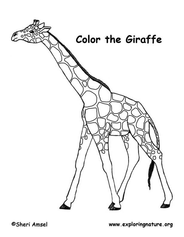 giraffe coloring book pages - photo #33